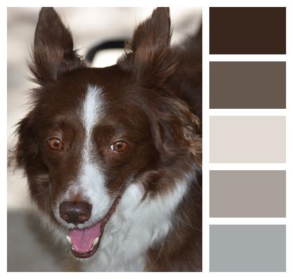 Pet Dog Border Collie Image